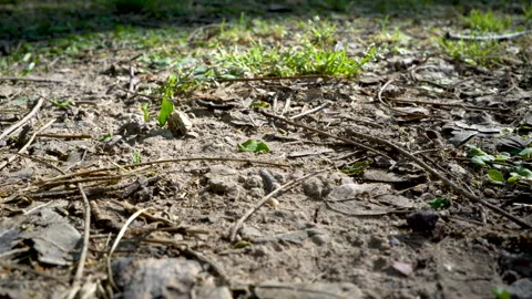 Leafcutter ants at work Stock Footage 88476675