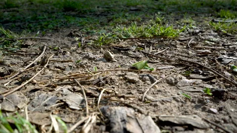 Leafcutter ants at work Stock Footage 88476846
