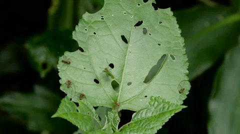 Leafcutter ants at work on leaves Stock Footage 53037918