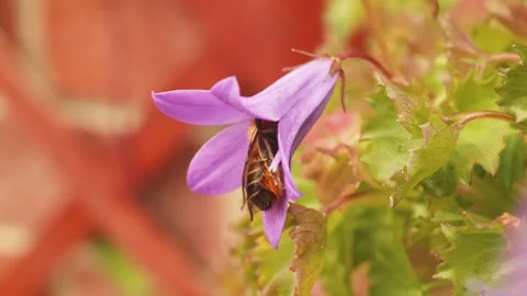 Leafcutter bee collecting nectar from flower macro close up stock footage Vídeo Stock 311367291