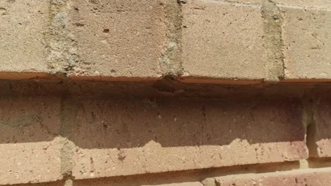 Leafcutter bee emerging from nest inside brick and mortar stock footage Stock Footage 337700321