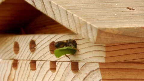 Leafcutter Bee flying and carrying a leaf back to its Bee Hotel Nest in slow  Stock Footage 157581315