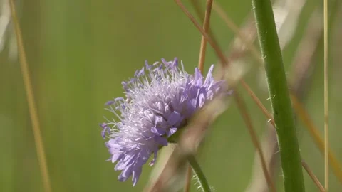 Leafcutter Bee Foraging for Pollen on Field Scabious - 4K Vídeos de archivo 336188138
