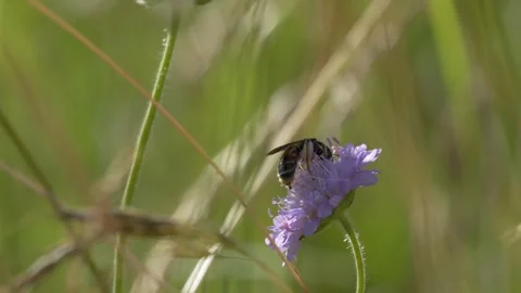 Leafcutter Bee Foraging for Pollen on Field Scabious - 4K Wildlife Slow Motion Vídeos de archivo 336188292