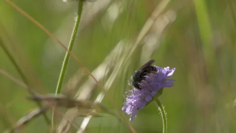 Leafcutter Bee Foraging for Pollen on Field Scabious - 4K Wildlife Vídeos de archivo 336188306
