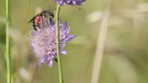 Leafcutter Bee Foraging for Pollen on Field Scabious - 4K Wildlife Slow Motion Stockbeeldmateriaal 336188553