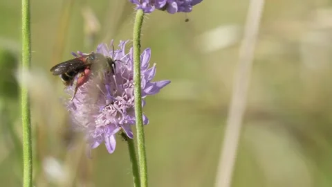 Leafcutter Bee Foraging for Pollen on Field Scabious - 4K Wildlife Slow Motion Vídeos de archivo 336188604