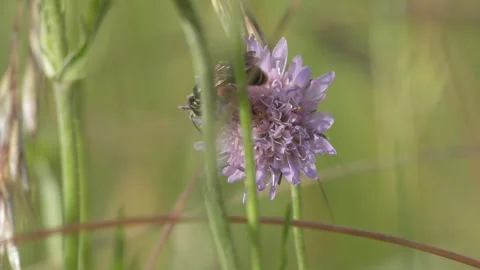 Leafcutter Bee Foraging for Pollen on Field Scabious - 4K Wildlife Slow Motion Vídeos de archivo 336188608