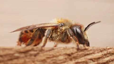 Leafcutter bee macro close up whole body view background stock footage Vídeo Stock 313341813