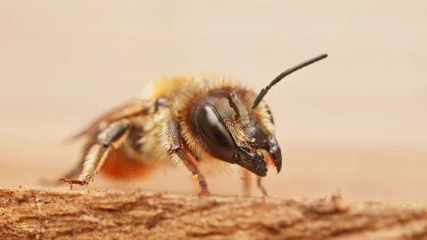 Leafcutter bee macro close up whole body view background stock footage Vídeos de archivo 313342121