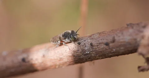 Leafcutter bee preening on frozen bark; detailed winter ectotherm stasis Stock Footage 342158419