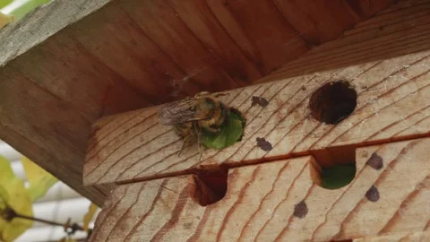 Leafcutter bee sealing up it's nest with leaves close up stock footage Stock Footage 311973897