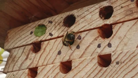 Leafcutter bee sealing up it's nest with leaves close up stock footage Vídeos de archivo 311974005