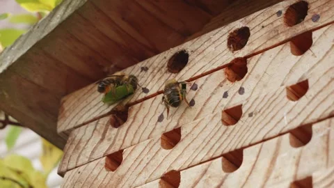 Leafcutter bee sealing up it's nest with leaves close up stock footage Vídeos de archivo 311986281