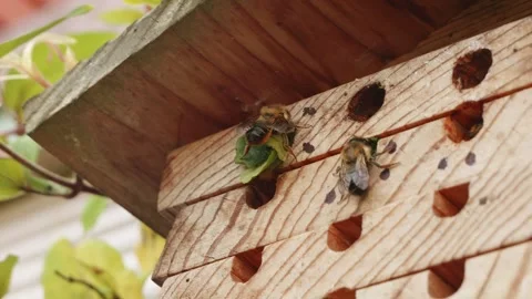 Leafcutter bee sealing up it's nest with leaves close up stock footage Vídeos de archivo 311986598