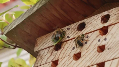 Leafcutter bee sealing up it's nest with leaves close up stock footage Vídeos de archivo 311986716