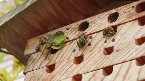 Leafcutter bee sealing up it's nest with leaves close up stock footage Vídeos de archivo 311986869