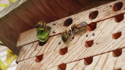 Leafcutter bee sealing up it's nest with leaves close up stock footage Vídeos de archivo 311986946