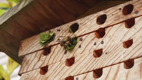 Leafcutter bee sealing up it's nest with leaves close up stock footage Vídeos de archivo 311987018
