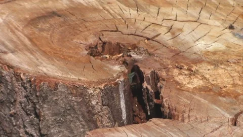 Leafcutter Bees in Cherry Tree Stump Vídeo Stock 146338736