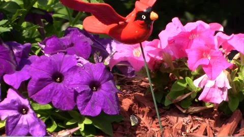 Leafcutter Bees in Flower Garden &amp; Tree Stump Vídeo Stock 146411159