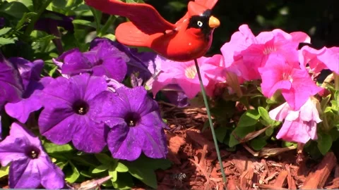 Leafcutter Bees in Flower Garden & Tree Stump Stock Footage