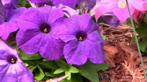 Leafcutter Bees in Flower Garden &amp; Tree Stump Vídeo Stock 146411418