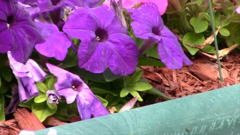 Leafcutter Bees in Flower Garden &amp; Tree Stump Vídeo Stock 146411832