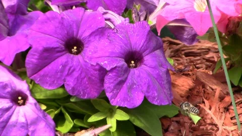 Leafcutter Bees in Flower Garden &amp; Tree Stump Vídeo Stock 146412016