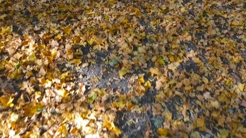 Leafe blowed by the drone 스톡 동영상 99007479