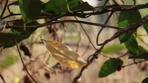 A LEAFE IS VIBRATING Stock Footage 150999060