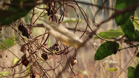 A LEAFE IS VIBRATING Stock Footage 150999527