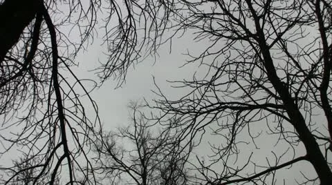 Leafeless Trees Stock Footage 11517721