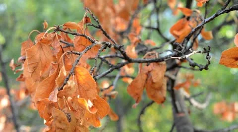 Leafes in autumn 스톡 동영상 8947742