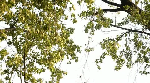 Leafes dancing in the wind Stock Footage 11408822