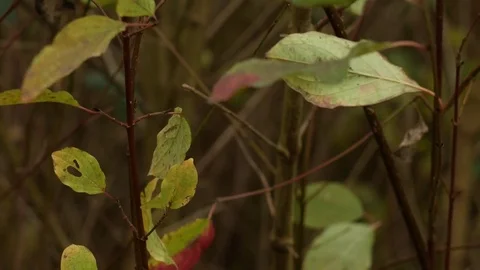 Leafes red brown Stockbeeldmateriaal 85078465
