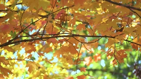 Leafes on tree in Autumn Stock Footage 314908705