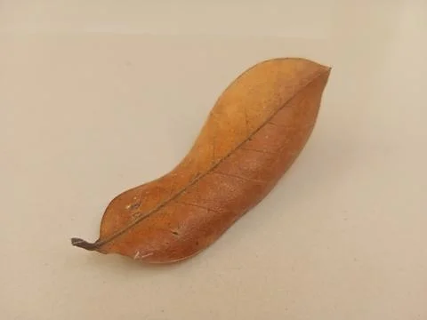 Leafes on a white surface Foto stock
