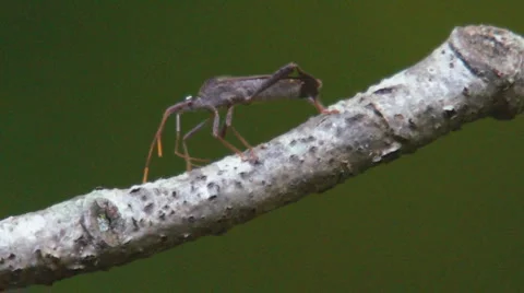 Leaffooted Bug Видео 5933839