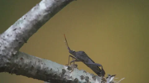 Leaffooted Bug Pest Georgia Video stock 5926311
