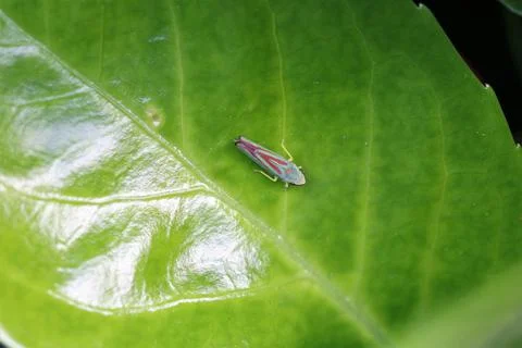 A leafhopper (Auchenorrhyncha) 库存照片