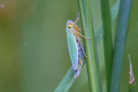 Leafhopper on a blade of grass Stock Photos
