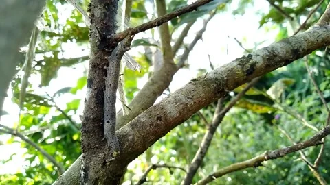 A leafhopper like a butterfly Stock Footage 196386155
