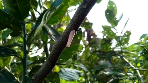 A leafhopper like a butterfly Stock Footage 196386274