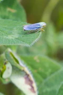 Leafhopper  ( Cicadella viridis ) Stock Photos