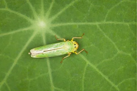 Leafhopper - green insect Stock Photos