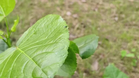 Leafhopper on Green Plant Leaf Stock Footage 346275927