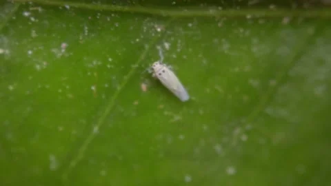 Leafhopper Insect Resting on Green Leaf Macro Close Up Video stock 133551977
