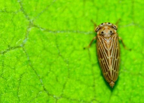 Leafhopper Stock Photos