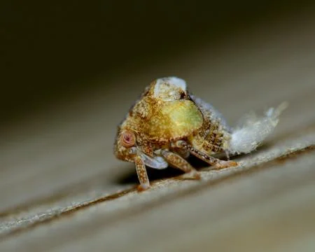 Leafhopper Foto stock